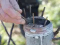 Main d'un jardinier en train de greffer un pommier. Des greffons sont insérés dans le porte-greffe, puis le tout est ligaturé.