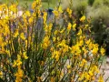 Un buisson de genet sauvage, ses fleurs jaunes vives illuminent le paysage.