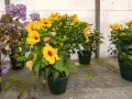 Des hibiscus jaunes éclatants, malgré le froid, semblent défier l'hibiscus hiver. Des fleurs violettes ajoutent une touche de couleur.