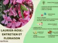 Laurier-rose : entretien et floraison. Guide pour prendre soin de cette plante aux fleurs roses parfumées.