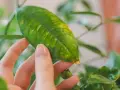 Main d'une personne examinant une feuille de citronnier, dont le vert est parsemé de taches jaunes, signe d'un besoin de soins.
