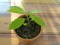 Jeune plant d'avocat en pot, plein d'espoir. Combien de temps pour avoir un avocat fruit ? Patience !