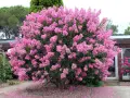 Un lilas des Indes au feuillage persistant explose de fleurs roses vives. Des pétales tombés forment un tapis coloré au pied de l'arbuste.