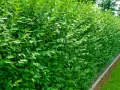 Un mur végétal dense et luxuriant de troène, parfait pour créer une haie naturelle et verdoyante.