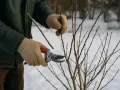 Gants beiges, sécateur rouge et une branche fine pour une bouture de myrtille.
