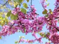 Rameaux d'un arbre de Judée en pleine floraison, avec des grappes de fleurs roses vives et quelques feuilles vertes tendres, sous un ciel bleu clair.