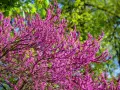 Un arbre de Judée en pleine floraison, ses branches chargées de fleurs roses vives contrastent avec le feuillage vert tendre et le ciel bleu.