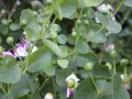 Gros plan sur des boutons de câpres verts et des fleurs mauves sur une plante en pleine culture.