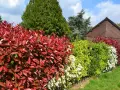Un magnifique parterre de photinias aux feuilles rouges vives, avec des arbustes verts et blancs. L'arrosage est essentiel pour leur éclat.