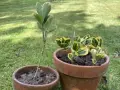 Deux boutures de fusain, l'une plantée seule dans un pot, l'autre en groupe dans un pot plus grand, sur fond d'herbe verte.