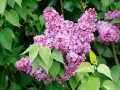 Gros plan sur une grappe de fleurs de lilas violettes et roses, avec des feuilles vertes vives. La taille lilas est parfaite pour un bouquet printanier.
