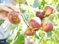 Main d'une personne récoltant des figues mûres sur un figuier. L'un des inconvénients du figuier est que les fruits peuvent attirer les guêpes.