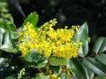 Grappe de fleurs jaunes vives sur un mahonia aux feuilles vertes dentelées. La taille du mahonia est impressionnante, avec des grappes florales généreuses.