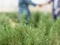 Des brins de romarin frais, prêts à être plantés, avec deux personnes se tenant la main en arrière-plan flou.