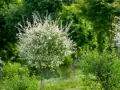 Un jeune saule crevette, avec ses feuilles blanches et vertes, s'épanouit dans un jardin luxuriant.