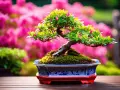 Un bonsaï d'azalée du Japon en pleine floraison, dans un pot orné, sur fond de fleurs roses. Fiche technique à venir.
