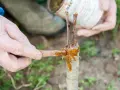 Application de mastic de greffage sur un jeune cerisier. C'est le bon moment quand greffer un cerisier pour assurer sa reprise.