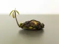 Un jeune plant de manguier émerge d'un noyau de mangue, ses premières feuilles vertes se déployant timidement.