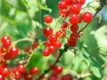 Groseilles rouges mûres sur une branche. Le moment idéal pour savoir quand tailler un groseillier est après la récolte.