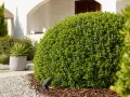 Un arbuste de pittosporum taillé en boule parfaite, orné d'un projecteur discret à sa base, dans un jardin moderne.