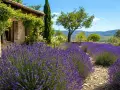 Un champ de lavande en fleurs devant une maison en pierre, sous un ciel bleu. Quelle terre pour la lavande !