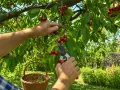 Main d'un homme récoltant des cerises rouges sur un cerisier avec des cisailles, un panier en osier à proximité.