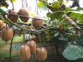 Gros kiwis mûrs pendent des branches, prêts à être récoltés. La taille du kiwi en hiver est une étape clé pour la future récolte.