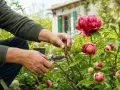 Un jardinier effectue la taille d'une pivoine arbustive, préparant ses magnifiques fleurs pour la saison.