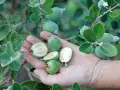 Une main tient plusieurs fruits verts, dont certains coupés en deux révèlent leur chair blanche. Ces fruits sont la goyave, mûrs sur leur branche feuillue.