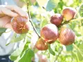 Main d'une personne cueillant des figues mûres sur un figuier. La taille figuier est parfaite pour une récolte gourmande.