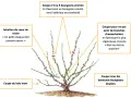 Illustration expliquant comment tailler un rosier : aérer le cœur, couper le bois mort, supprimer les branches qui se touchent et choisir des bourgeons extérieurs.