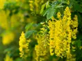 Grappes de fleurs jaunes vives, typiques du cytise, tombant en cascade sur un fond verdoyant.