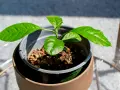 Jeune bouture de citronnier aux feuilles vertes et brillantes, en pot, prête à grandir.