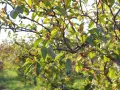 Rameaux d'un arbre fruitier, avec de petites baies rouges et des feuilles vertes. La taille pecher est en cours pour favoriser la future récolte.