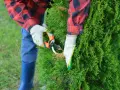Personne en gants blancs taillant un cyprès avec des sécateurs. Le jardinier porte une chemise à carreaux rouge et bleue et des bottes bleues.
