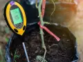 Un testeur de pH affiche 4.5, indiquant qu'il faut acidifier un sol pour une plante en pot.