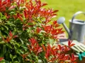 Feuilles rouges d'un photinia, prêt pour un engrais pour photinia. Arrosoir et gants de jardinage en arrière-plan.