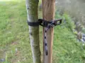 Un jeune arbre est solidement attaché à son tuteur par une sangle noire.