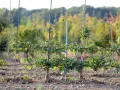 Un jeune cerisier en espalier, taillé pour pousser horizontalement le long de fils de fer, promet une récolte future.