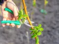 Main verte tenant un sécateur pour tailler une jeune pousse de framboisier.