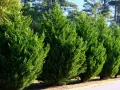 Rangée de cyprès verts, denses et bien taillés. Ces arbres sont magnifiques, mais leurs inconvénients incluent une croissance lente et une sensibilité à certains parasites.
