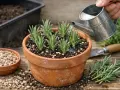 Arrosage de jeunes boutures de lavande dans un pot en terre cuite, prêtes à prendre racine.