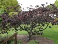 Arbre de Judée hiver, ses feuilles pourpres contrastent avec le vert de la pelouse.