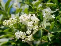 Grappes de petites fleurs blanches écloses sur une haie de troène, avec des feuilles vertes luxuriantes en arrière-plan.