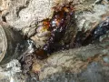 Goutte de résine ambrée suintant d'un tronc d'arbre, signe d'un chancre cerisier.