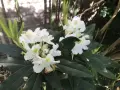 Gros plan sur des fleurs de rhododendron blanches avec des touches de jaune, mises en valeur par une exposition ensoleillée.