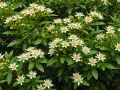 Fleurs blanches délicates sur un feuillage vert dense. Quelle terre pour oranger du Mexique ? Un sol bien drainé et riche.