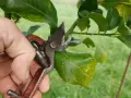 Main d'un jardinier utilisant un sécateur pour la taille d'un oranger, coupant une petite branche.