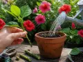 Une main tient une bouture d'hibiscus, prête à être plantée. Un arrosoir verse de l'eau sur la terre dans un pot.