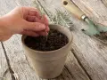 Main d'une personne plantant une jeune pousse de lavande dans un pot en terre cuite. Outil de jardinage à proximité.